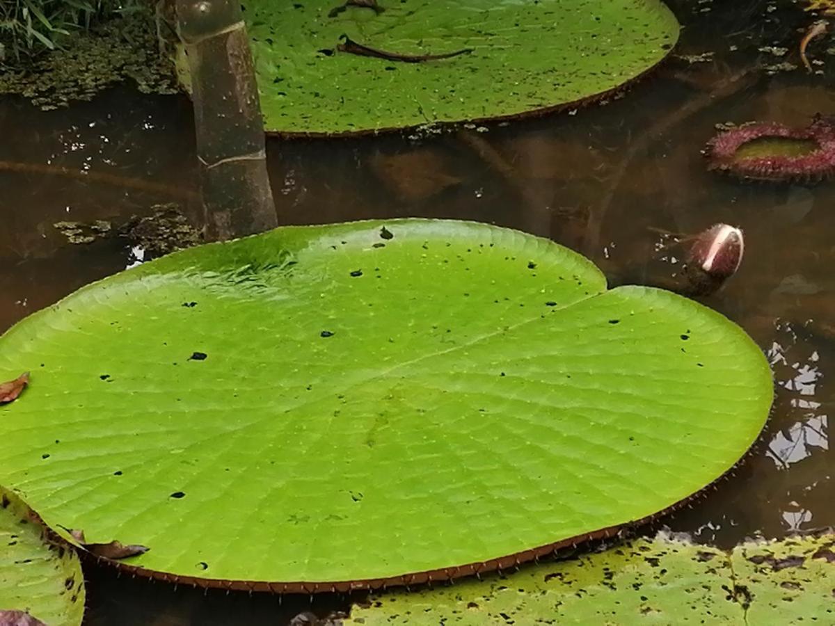 Palmayacu - Refugio Amazonico Leticia Esterno foto
